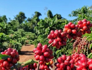 Café arábica tem alta no preço, enquanto robusta fica mais barato, nesta quinta-feira (30)