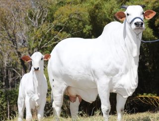 Descubra Viatina: A Vaca que Mudou a Raça Nelore