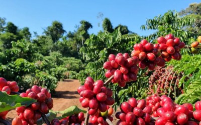 Café arábica tem alta no preço, enquanto robusta fica mais barato, nesta quinta-feira (30)