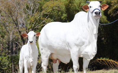 Descubra Viatina: A Vaca que Mudou a Raça Nelore